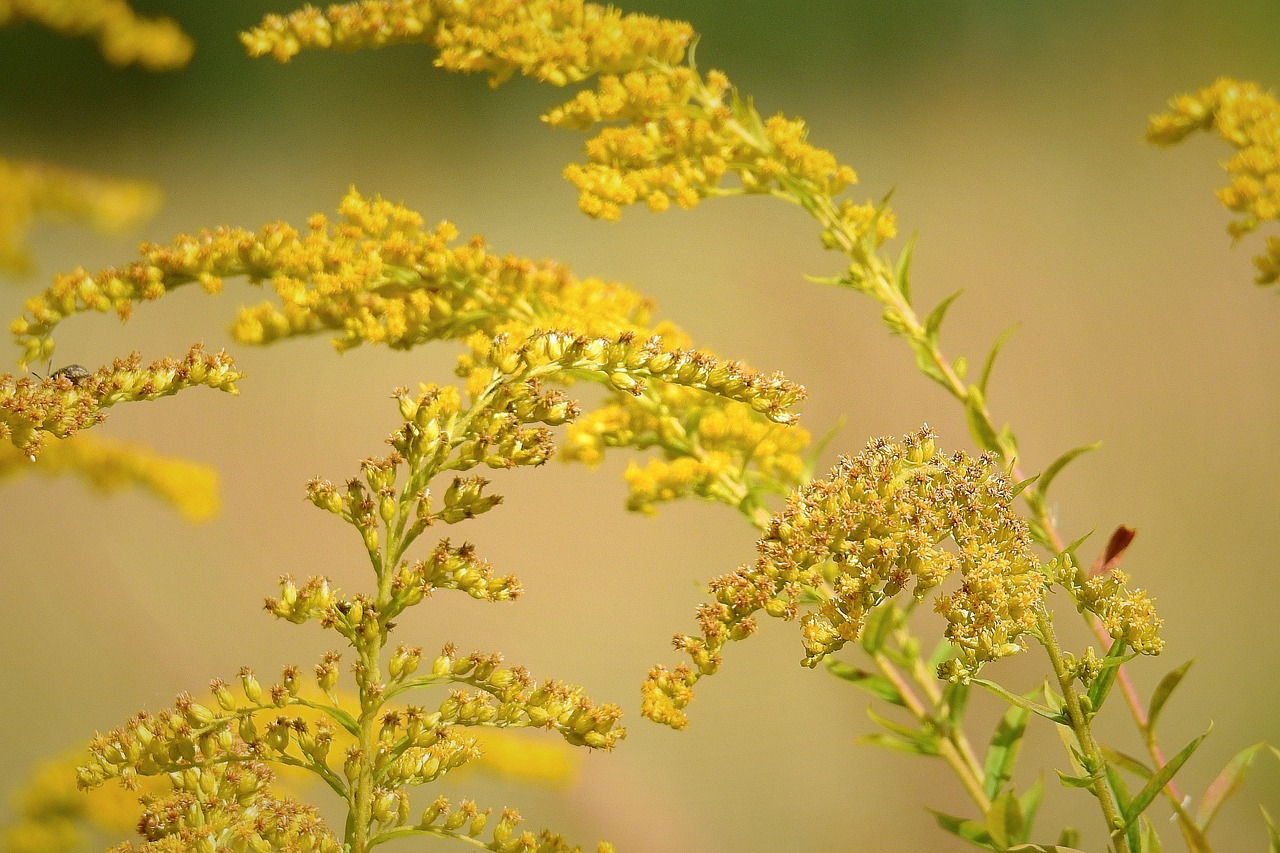 Creating a Wildlife Friendly Garden - A Sustainable Approach